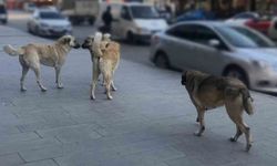 Erzincan'da Sahipsiz Köpekler İçin Yıl Sonu Hedefi: Tamamı Barınaklara Alınacak