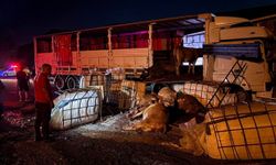 Erzincan-Sivas Karayolunda İki Tır Çarpıştı: Hayvanlar Yola Savruldu