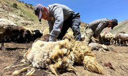 Erzincan’da Koyunların Bir Yılda Büyüyen Yünleri Kırkılıyor