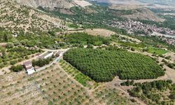 Erzincan'ın yüksek rakımlı kiraz bahçesinde hasat mesaisi
