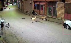 Küçük çocuk sokak köpeklerinin saldırısına uğradı