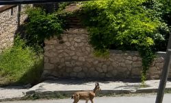 Yolunu şaşıran dağ keçisi ilçe merkezinde dolaşırken görüntülendi