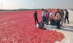 1.500 ton kuru domates ihraç ediliyor