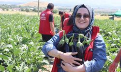 Erzincan Gençlik merkezi gönüllüleri patlıcan hasadına katıldı