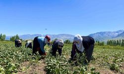 Erzincan’da 40 Derece Sıcakta Şeker Pancarı Çapalıyorlar