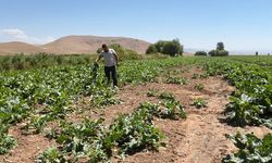 Erzincan’da Ayı ve Yaban Domuzları Tarlalara Dadandı