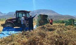 Erzincan'da fasulye hasadı başladı