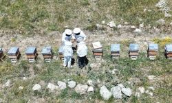 Erzincanlı Arıcılar Bal Hasadı İçin Gün Sayıyor