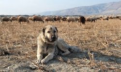 Kurtlarla mücadelede sürünün en büyük güvencesi çoban köpekleri