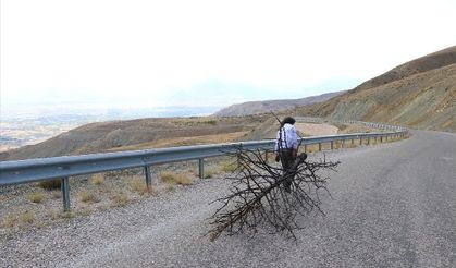Yangınlara dikkat çekmek için yanmış çam ağacını dağdan Erzincan'a taşıdı