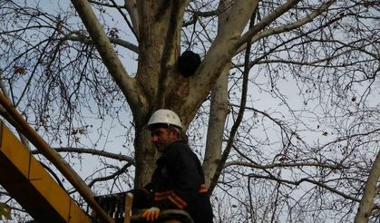 Ağaçta 3 gündür mahsur kalan kediyi belediye ekipleri kurtardı