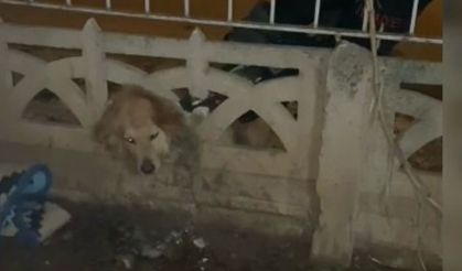 Elazığ’da başı duvara sıkışan köpeği itfaiye kurtardı
