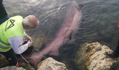 Mersin’de 4 metrelik 6 solungaçlı cam göz köpekbalığı kıyıya vurdu, vinçle çıkarıldı