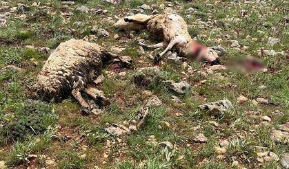 Sivas’ta Koyun Sürüsüne Yıldırım Düştü: 5 Koyun Telef Oldu