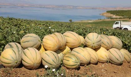 Elazığ'da yaklaşık 20 ton kavun hasadı bekleniyor