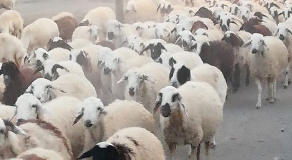 Koyun sürüleri sıcaktan etkileniyor