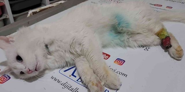 Arka patisi simetrik şekilde kesik bulunan kedi tedavi altına alındı