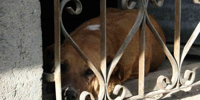 Evin bodrumunda mahsur kalan köpek itfaiye ekiplerince kurtarıldı