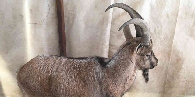 Hasta yaban keçileri tedavi edilip doğal ortamlarına bırakılıyor