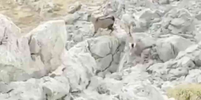Kozluk’ta kayalıklarda dağ keçisi görüntülendi