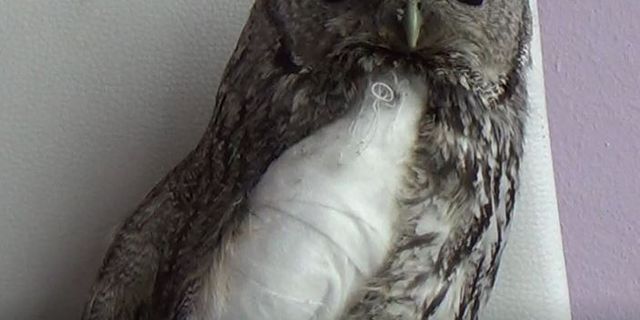 Tunceli’de yaralı alaca baykuşlar doğa korumaya emanet