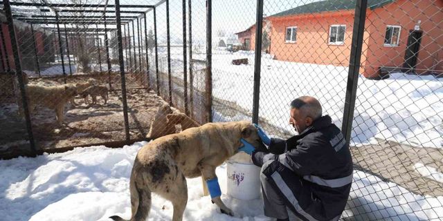 Bingöl’de hasta ve yaralı köpek, tedavi altına alındı