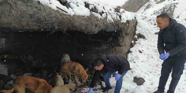 Hakkari’de başıboş köpeklere yiyecek bırakıldı