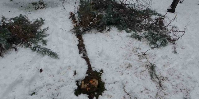 Malatya’da kar ağaçları yerinden söktü