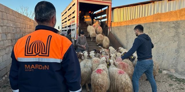 Mardin’de depremzede çiftçilere canlı hayvan desteği
