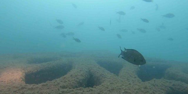 Mersin’deki yapay resifler canlıların beslenme ve üreme alanı oldu
