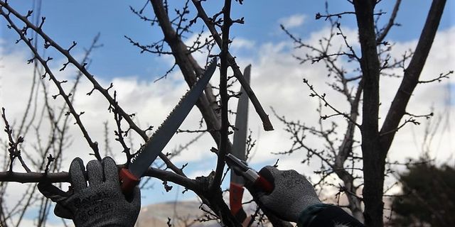 Erzincan'da ağaçlara bahar bakımı