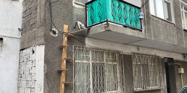 Hayvansever kadın yaptırdığı ahşap merdivenle evinin kapılarını sokak kedilerine açtı
