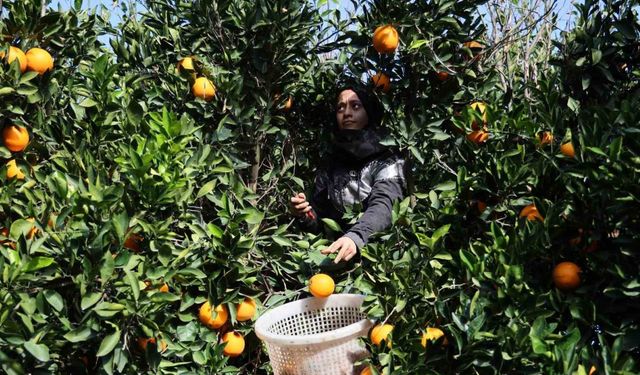 Adana’da yetişen portakallar dünyanın dört bir yanına ihraç ediliyor
