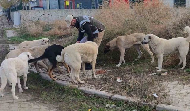 Sokak hayvanlarının can dostu HAYDİ polisleri: Onlarcasını elleriyle beslediler