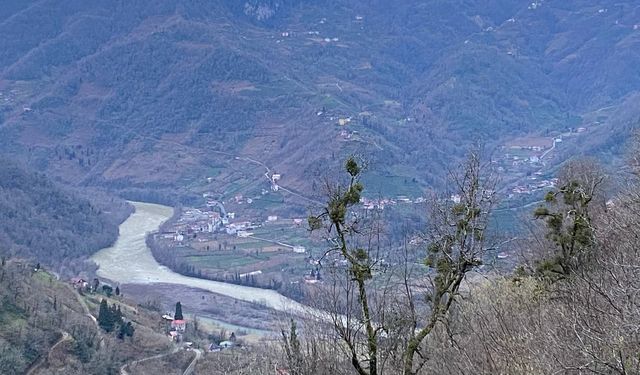 Türkiye-Gürcistan sınırında firari inek alarmı