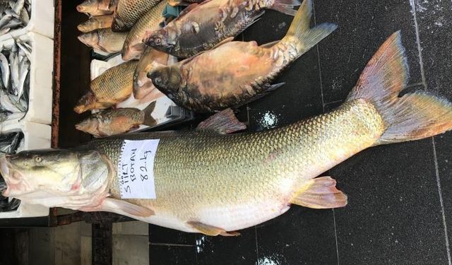 82 kilo, 175 santim uzunluğunda turna balığı ilgi odağı oldu