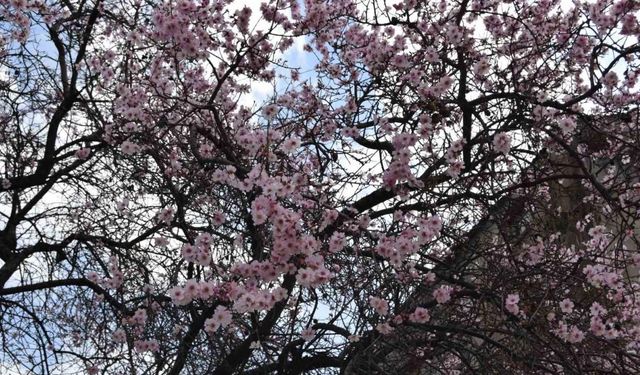 Dicle’de ağaçların çiçek açmasıyla renk cümbüşü oluştu