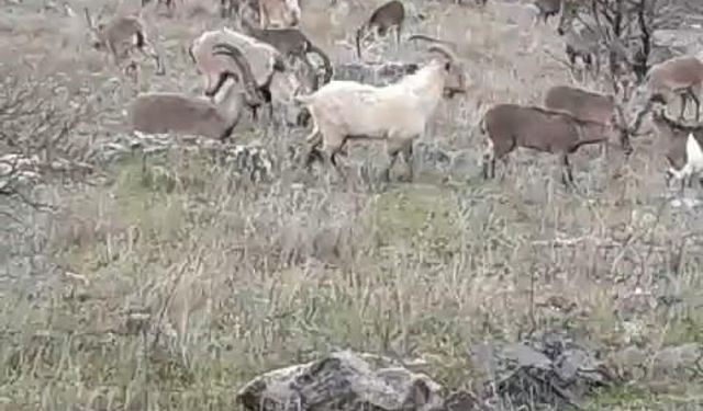 Elazığ’da dağ keçileri görüldü
