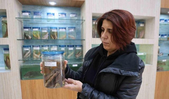Elazığ’daki ‘Balık Müzesi’ büyük ilgi görüyor