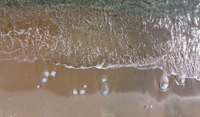 Mersin’de sahiller yeniden denizanası ile doldu