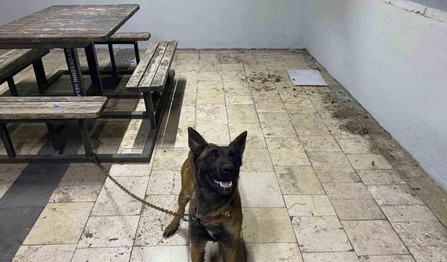 Şanlıurfa’da kurt köpeğini çalan hırsızlar yakalandı