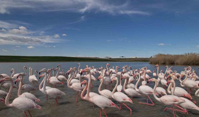Ankara’nın renkli misafirleri: Flamingolar