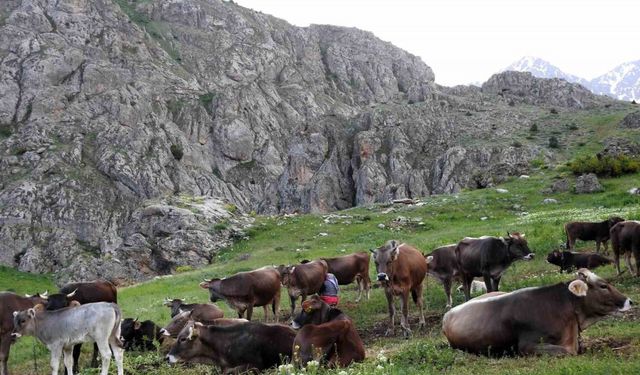 Erzincan'da 40 bin TL maaşla çoban bulamayınca çözümü nöbetleşmekte buldular