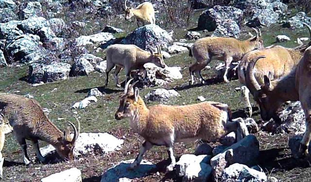 Erzincan'da yaban keçisi sürüsü fotokapanla görüntülendi