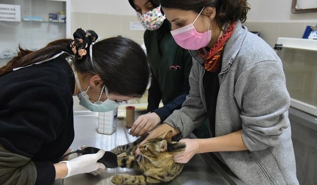 Karadeniz’in kamuya ait tek hayvan hastanesinde 6 bin 580 hayvan tedavi edildi