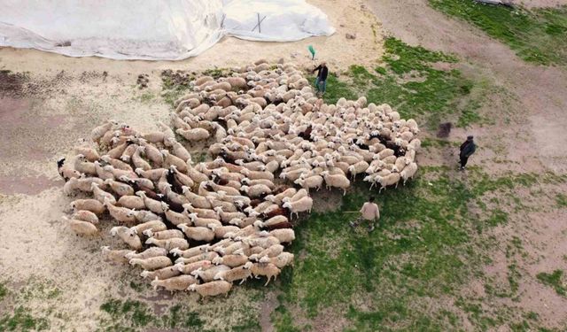 Öğretmenliği bıraktı, köyüne dönüp koyun yetiştiriciliğine başladı
