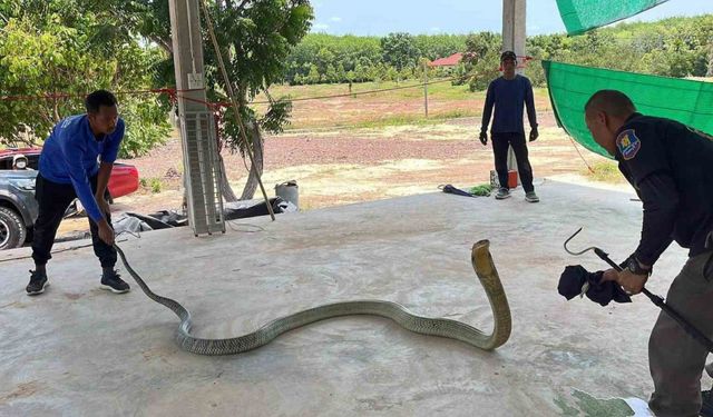 Tayland’da otomobilin kaputundan 16 kilo ağırlığında zehirli yılan çıktı