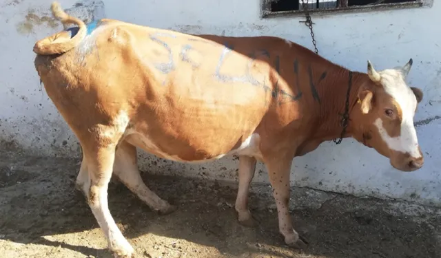 2025 Kurban Bayramı Tarihleri ve Tatil Süresi