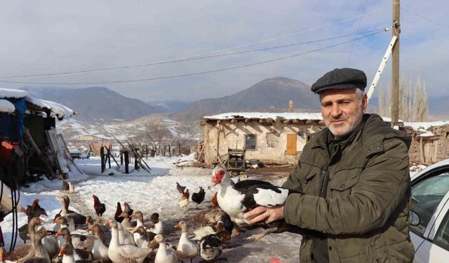 Bitki halde bulunan yaban kazı, misafir edildiği kümeste bir günde hakimiyet kurmaya çalıştı