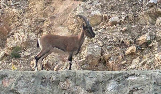 Yaban keçisini avladı, "Domates yıkıyordum" savunmasıyla şaşırttı